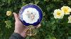 Antique Victorian French Gold Gilt Metal Porcelain Ladies French Limoges Hand Mirror