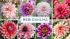 Big Dahlia Haul Seed Sowing Update Planting Anemones Cottoverdi