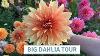 Big Dahlia Tour 2023 Super Sized Dahlias